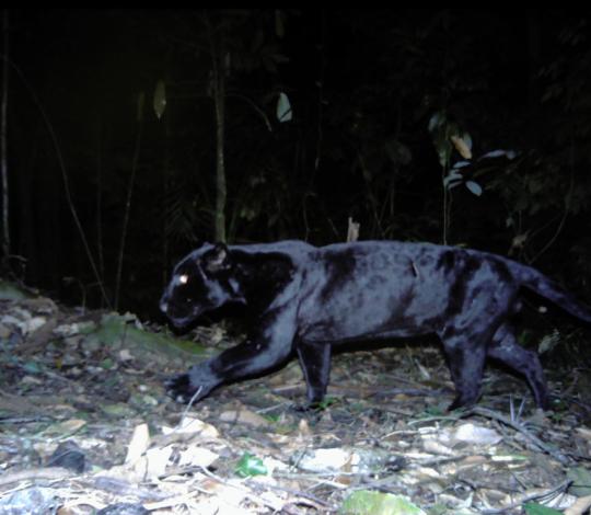 Black jaguar in Costa Rica